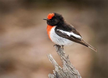 Red capped robin. - bird, robin, animal, perch