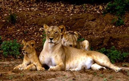 THE ROYAL FAMILY - lion, lioness, cub, family