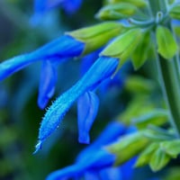 Blues and Greens of Nature