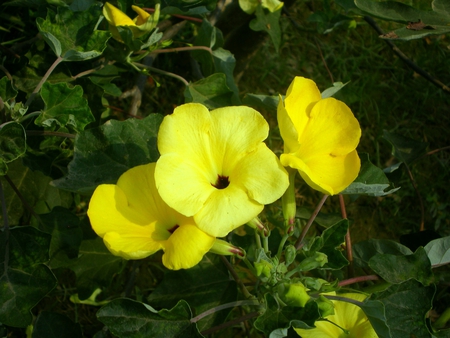 Yellow flowers - nature, flowers, yellow