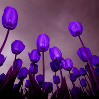 Purple Tulips for Your Eyes Luiza