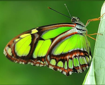 Malachite - malachite, black, yellow, green, butterfly, leaf