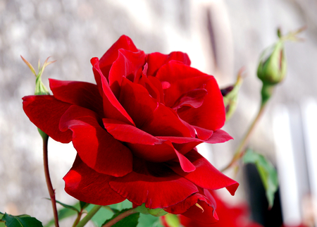 Red Rose for Lovely Carol