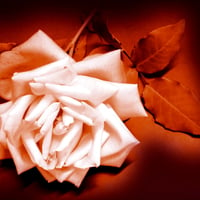 My Last Rose for My All True Friends