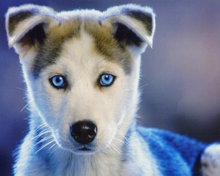 Lovely eyes - adorable, puppy, dog, blue, eyes, dogs, lovely, cute