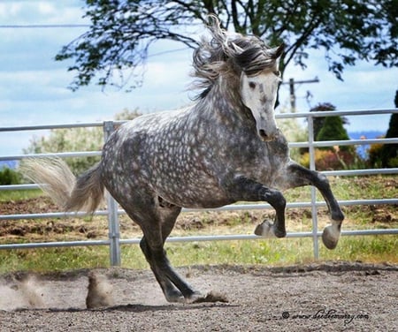 Grey Fury - horses, dappled, spanish, grey, dappled grey, andalusian