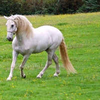 Beauty in the Meadow