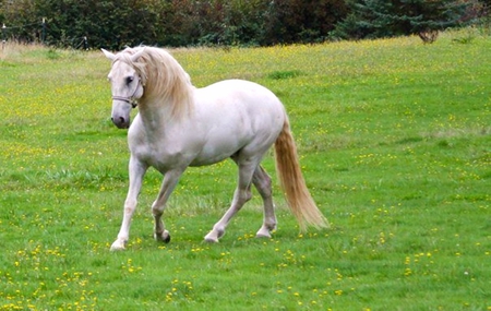 Beauty in the Meadow - spanish, grey, horses, green, grass, meadow, andalusian