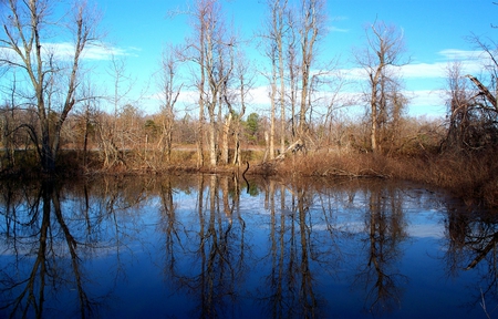 Land Between the Lakes - nature, water, lake, trees