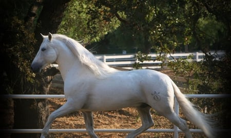 Charming Beauty - white, horses, spanish, grey, andalusian