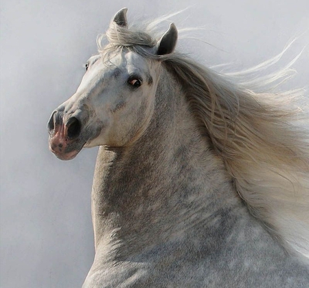 Going with the Flow - spanish, grey, horses, andalusian