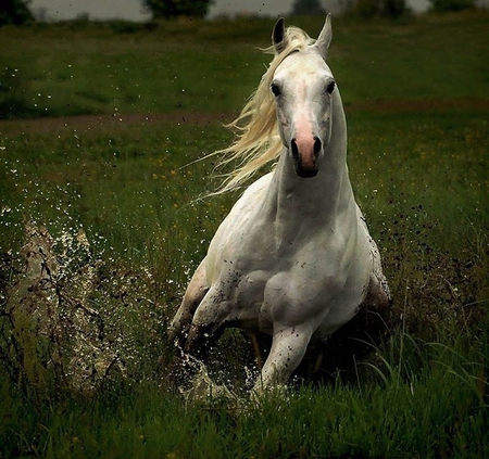 Arabian Prince - horses, grey, oriental, meadow, arabian, arab