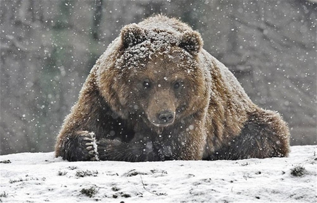 STARTING HIBERNATION FOR WINTER - animal, winter, hibernation, bear