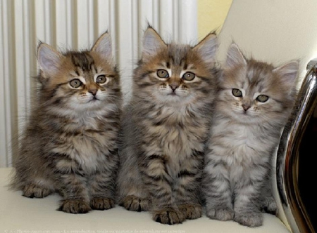 Three cats. - cat, animal, pose, cute, kitten