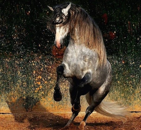 Wild Spirit - horses, dappled, spanish, grey, dappled grey, andalusian