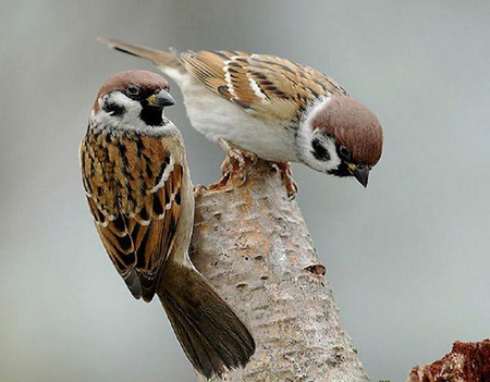 Sparrows. - animal, sparrow, perch, bird