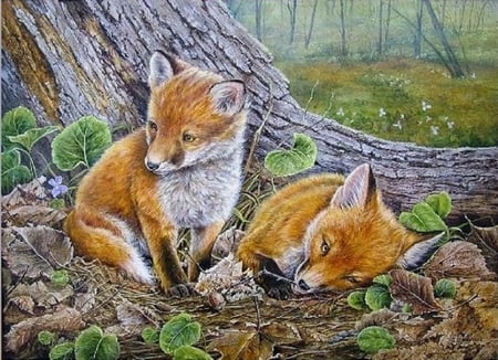 Foxes. - animal, plant, tree, fox