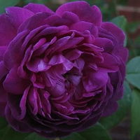 Purple rose.