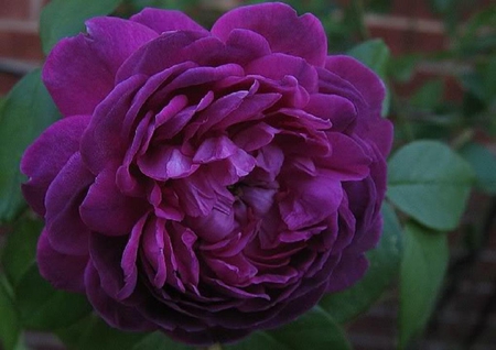 Purple rose. - leaf, purple, rose, flower