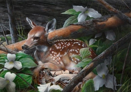 Spotted deer. - flower, forest, animal, log, deer