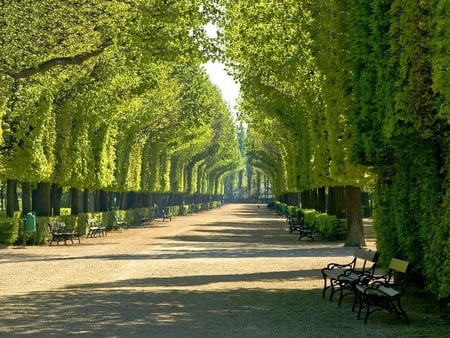 Schonbrunn Garden - trees, light, rows, garden