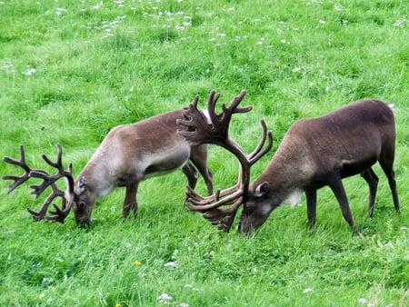 Reindeer Games - reindeer, fur, xmas, animals, antlers, deer, grass, christmas