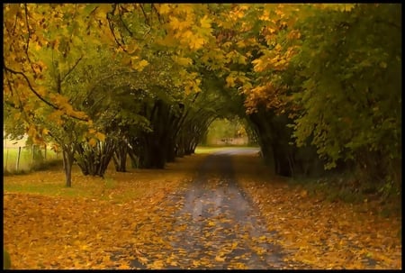 Autumn road. - path, road, colour, tree, autumn