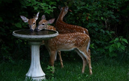 Deer near the birdbath. - anmal, grass, deer, birdbath