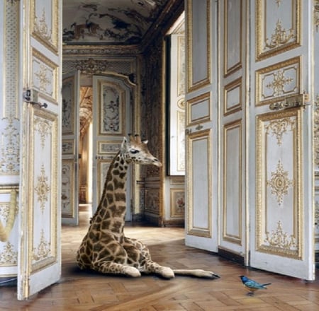 Giraffe and bird. - room, giraffe, bird, corridor