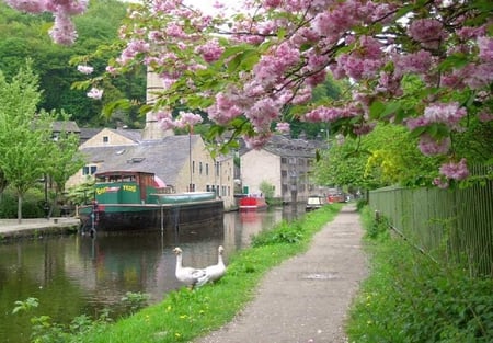 Hebden bridge. - geese, canal, path, spring, bird, blossom, tree, bridge, flower, boat