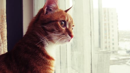 Gazing Ginger Cat - stunning, gazing, profile, ginger, beautiful, view, window, cat