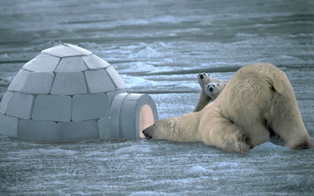 Hello, anybody home ? - 14, 12, bear, animal, picture, 2011