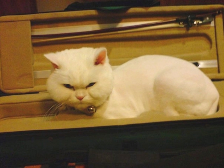 Cat like violin case