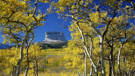 Colorado fields - autumn, sky, trees, peaceful, photography, colorful, yellow, fields, love, landscape, mountain, peak, nature, blue, beautiful, colorado, colors