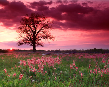 Prairie Smoke under the Pink Sky - flowers, clouds, sunset, beautiful, prairie smoke, field, wildflower, pink