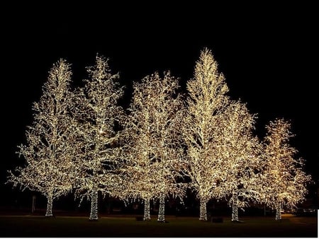 Being Seen at Night - white, trees, night, lights