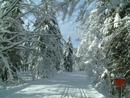 Winter Dream - sky, trees, road, snow