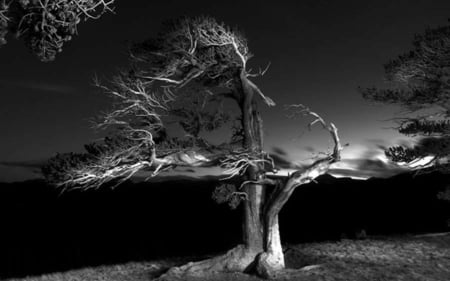 BIZARRE - fantastic, nature, amazing, photography, bw, bizarre, tree, dark