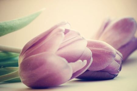 Lovely tulips - beauty, delicate, tulips, tender, softness, purple, petals, beautiful, leaves, flowers, purple tulips