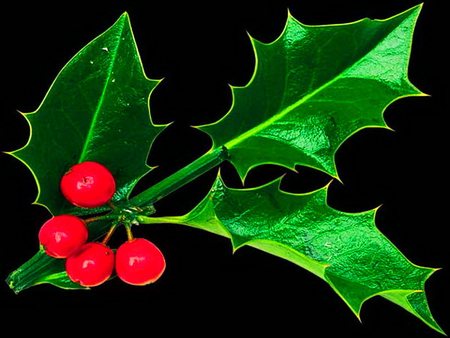 Holly - north, decorative, red, green, holly, berries, christmas