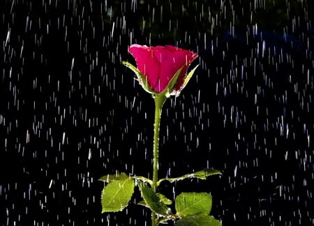 Red Rose In The Rain - red, flower, rose, in the rain