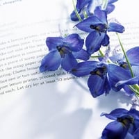 blue orchids