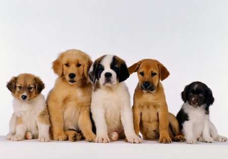 Cute Puppies - dogs, pets, cute, puppies