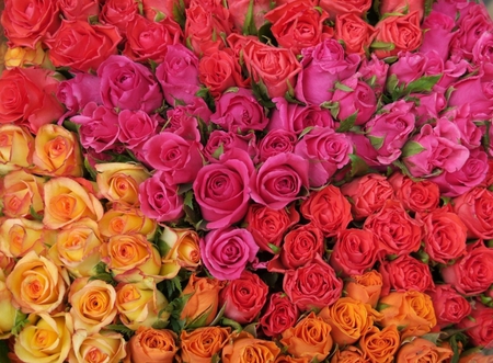 Roses, roses, roses... - beauty, roses, colorful, wonderful, purple, amazing, yellow, pink, red, flowers, colors