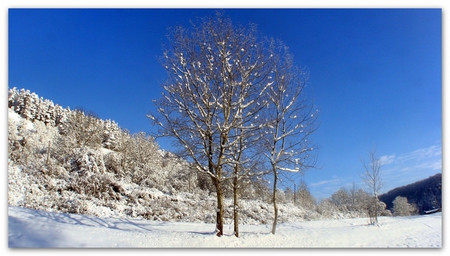 snowland - trees, winter, nature, snow, sky