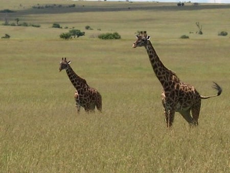 Masai Mara Game Reserve, Kenya - weeds, field, giraffes, two