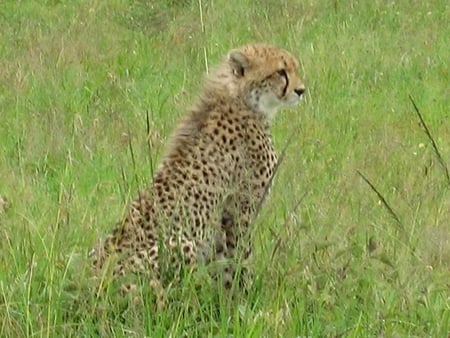 Cheetah in Kenya - cheetah, grass, kenya, cat