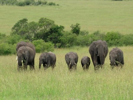 Elephants in Masai Mara, Kenya - grass, trees, elephant, kenya