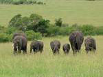 Elephants in Masai Mara, Kenya