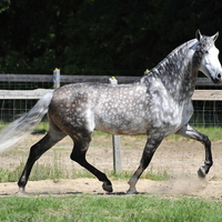 Smart Trot